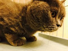 -芭比堂动物医院·犬猫全科·异宠专科(雁塔分院)
