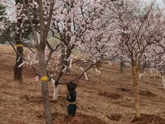 -北京西山国家森林公园