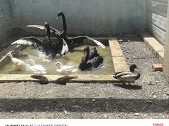 -青藏高原野生动物园
