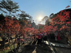 -广州市帽峰山景区