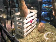 -宠物世家(仲盛世界商城店)