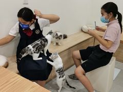 -有喵·猫咖·狗咖·30几只猫10只小狗(岗厦店)