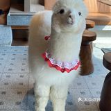 超级可爱的羊驼宝宝🦙喝杯咖啡☕️就能撸羊驼不香吗？