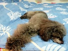 -北京赛佳动物医院