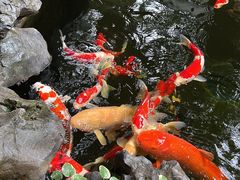 -鲤院·新中式美学·庭院餐厅(夫子庙店)