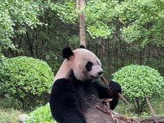 -都江堰中华大熊猫苑