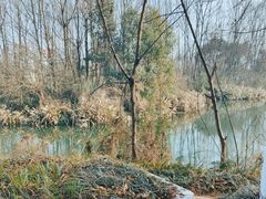 -桤木河湿地公园