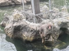 -红山森林动物园