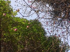 -南山植物园