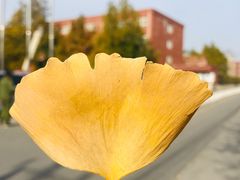 -北京市海淀外国语实验学校