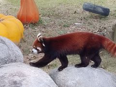 -泉州海丝野生动物世界