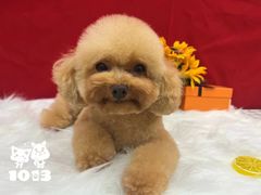 -1013 PET SHOP精品宠物商店(丁香店)