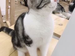 -李小姐の猫咖啡馆(五角场店)
