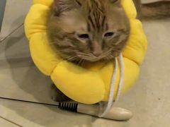 -天使宠物医院·犬猫分诊(彩虹店)