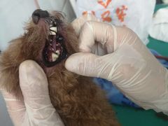 -利又安动物医院··老年病·猫科犬科·中兽医
