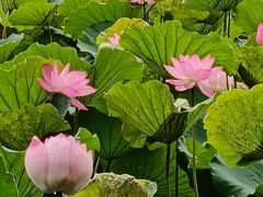 -荔湾湖公园