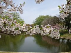 -上海共青森林公园