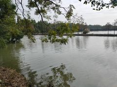-大湾区中央湿地公园