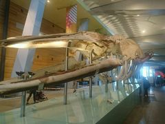 -墨尔本博物馆(Melbourne Museum)