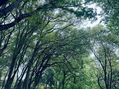 -上海佘山国家森林公园天马山园