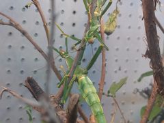 -上海大自然野生昆虫馆(东方明珠·爬宠昆虫探索中心)