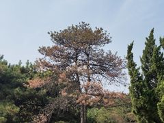 -云岗森林公园