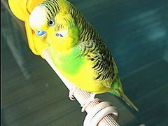-莫多多餐厅