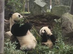 -都江堰中华大熊猫苑