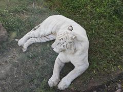 -上海野生动物园