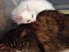 iphone_upload_pic-Anne猫窝咖啡屋