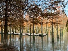 -泗洪洪泽湖湿地景区