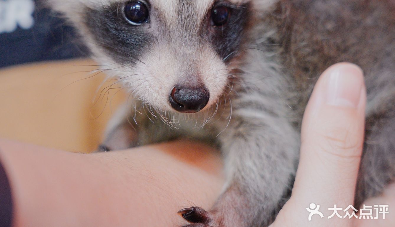 江浙沪周边游🐯宁波雅戈尔动物园互动全攻略