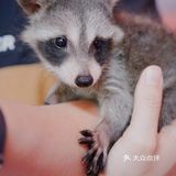 江浙沪周边游🐯宁波雅戈尔动物园互动全攻略