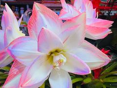 -花鸟鱼虫鲜花绿植市场(玉泉路店)