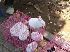 -长宁东道花卉宠物市场