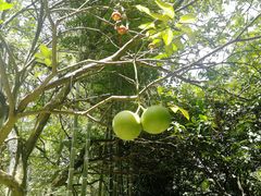 -都江堰玫瑰花溪谷