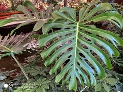 -广州白天鹅宾馆