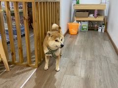 -柴迷FANS CLUB·柴犬狗咖·猫咖
