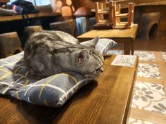 -猫猫幼稚园·撸猫·桌游·电玩