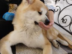 -喜柴咖啡·柴犬狗咖