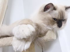 -伟伟宠物医院·CT影像中心·瑞派犬猫综合性门诊(汉口总院)