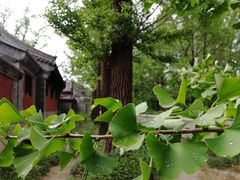 -阳台山自然风景区