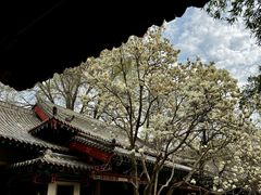 -趵突泉景区