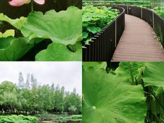 -陈家山荷花公园