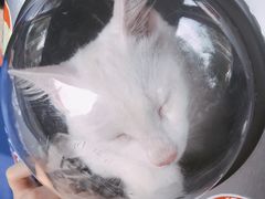 -纳吉亚猫专科动物诊疗中心(蒋宅口分院)