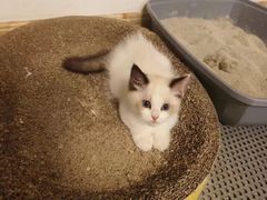 -宠爱国际动物医院· 猫科· 外科·中兽医(长白店)