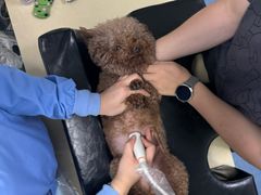 -顺强宠物诊所·狂犬免疫·夜诊·骨科(嘉定店)