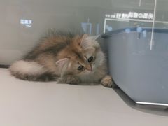 -babydoll猫舍·米努特·德文·缅因(久光中心店)
