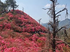 -木兰云雾山