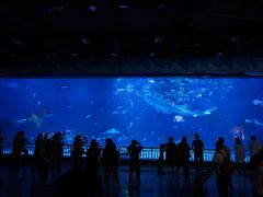 -烟台海昌鲸鲨海洋公园